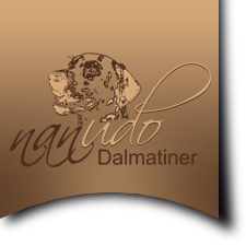 NANUDO - Dalmatiner - B - Wurf bei den nanudo Dalmatinern